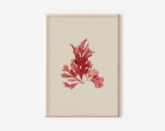 Botanical Vintage Printable Wall Art | Antique Floral Painting Seaweed Artwork | Farmhouse Decor Downloadable Prints