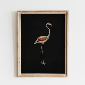 Vintage Audubon Flamingo Bird Print | Audubon Birds of America | Coastal Wall Decor Downloadable Bird Prints