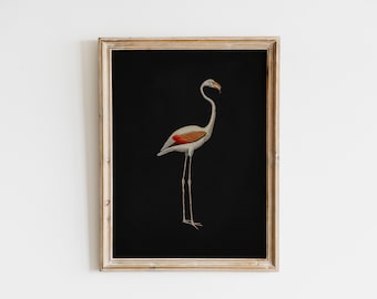 Vintage Audubon Flamingo Bird Print | Audubon Birds of America | Coastal Wall Decor Downloadable Bird Prints