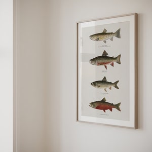 May include: A framed print featuring four different types of fish. The fish are depicted realistically in various poses. The print is on a white background and has a simple, elegant frame.