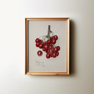 May include: A framed botanical illustration of a cluster of red cherries hanging from a branch. The illustration is on a cream-colored background with the text "1837.  Amarelle  Cerasus  amarella  L.  De Candolle  Reichenbach  Leipzig" written below the cherries.