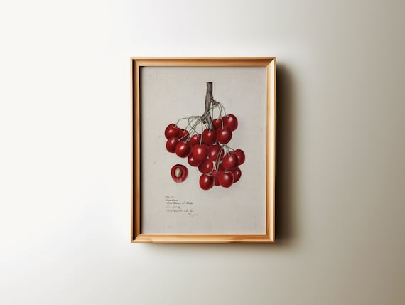 Vintage Cherries Botanical Wall Art | Kitchen Fruit Downloadable Art | Trendy Wall Art | Traditional Wall Decor