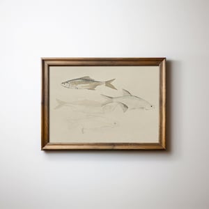 May include: A framed print of a watercolor painting depicting four fish. The fish are depicted in shades of gray and brown, with the largest fish in the center of the image. The print is framed in a simple wooden frame.