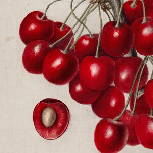 May include: A cluster of red cherries hanging from a branch. The cherries are arranged in a circular pattern, with the stems pointing towards the center. The cherries are a deep red color and have a glossy finish.