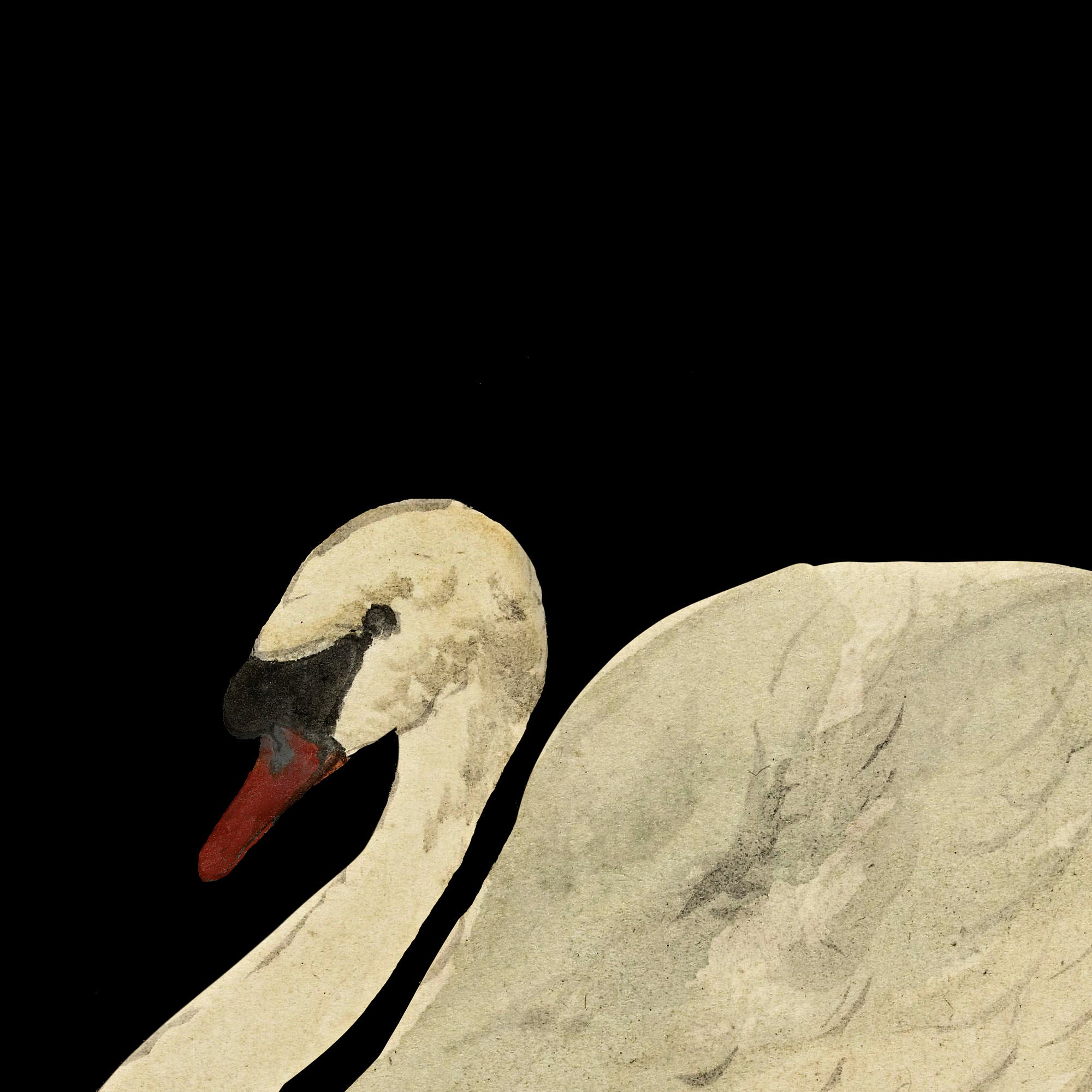 黒背景に描かれたヴィンテージの白鳥の絵画 | 印刷可能なデジタル