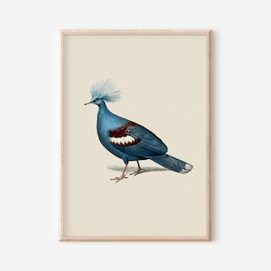Puede incluir: Una ilustraci&oacute;n vintage de una paloma coronada azul con una franja blanca y roja en el pecho. El p&aacute;jaro est&aacute; de pie sobre un fondo marr&oacute;n claro.
