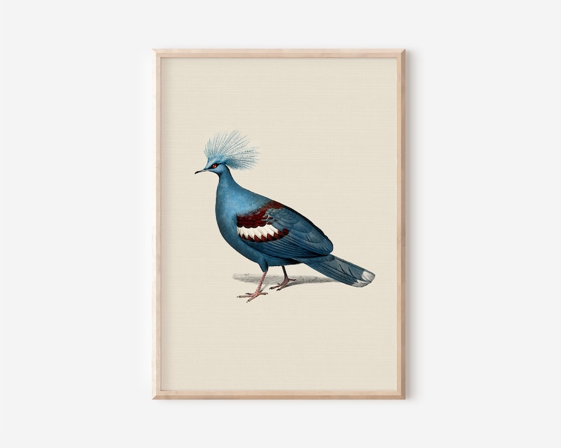 Puede incluir: Una ilustraci&oacute;n vintage de una paloma coronada azul con una franja blanca y roja en el pecho. El p&aacute;jaro est&aacute; de pie sobre un fondo marr&oacute;n claro.