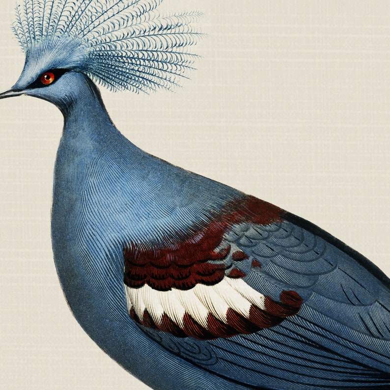 Puede incluir: Un p&aacute;jaro azul y rojo con una cresta azul. El p&aacute;jaro tiene una mancha blanca en su ala.