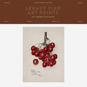 May include: A vintage botanical illustration of a branch of red cherries. The cherries are depicted in detail, with their stems and leaves. The illustration is labeled "Sweetheart" and "Morello" with the text "The Fruitville Nurseries Co. Oregon".