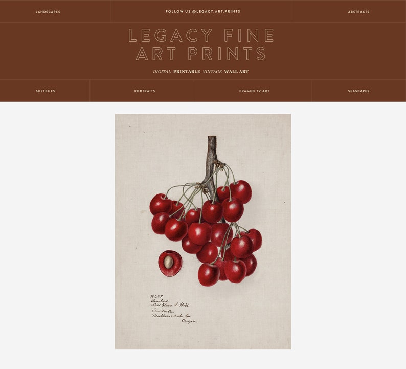May include: A vintage botanical illustration of a branch of red cherries. The cherries are depicted in detail, with their stems and leaves. The illustration is labeled "Sweetheart" and "Morello" with the text "The Fruitville Nurseries Co. Oregon".