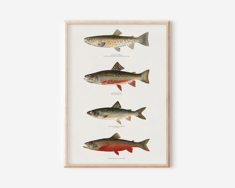 May include: A vintage illustration of four different types of trout fish. The fish are depicted in a realistic style with detailed markings and colours. The names of each fish are listed below their respective illustrations.