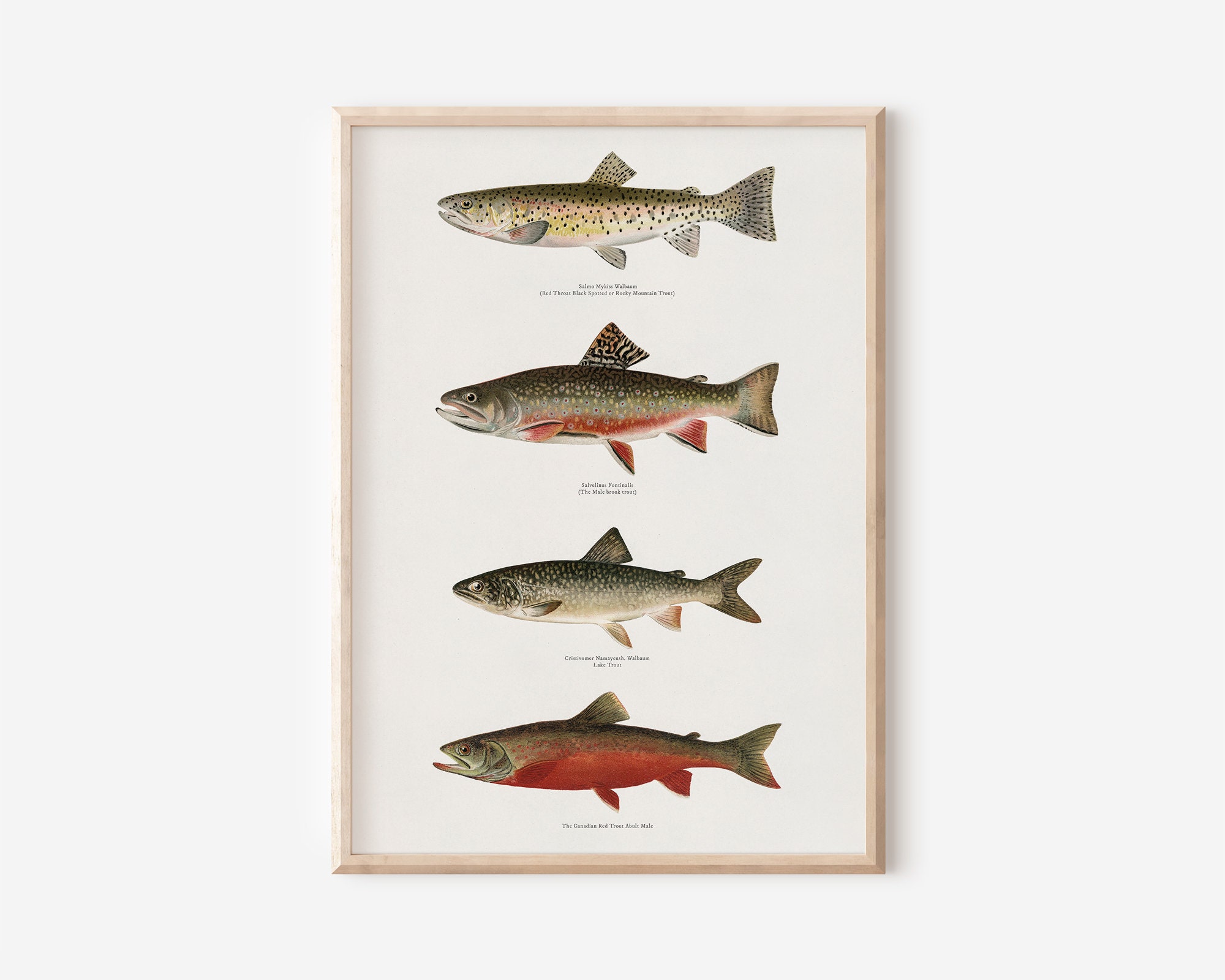 Trout Fishing Art -  UK