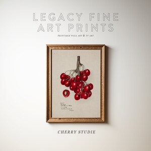 May include: A framed vintage botanical illustration of a cluster of red cherries with a single cherry cut in half to show the pit. The illustration is titled "Cherry Studie" and is printed on a cream-colored background.