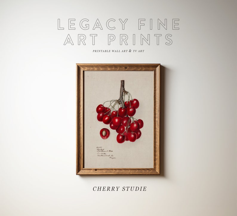 May include: A framed vintage botanical illustration of a cluster of red cherries with a single cherry cut in half to show the pit. The illustration is titled "Cherry Studie" and is printed on a cream-colored background.