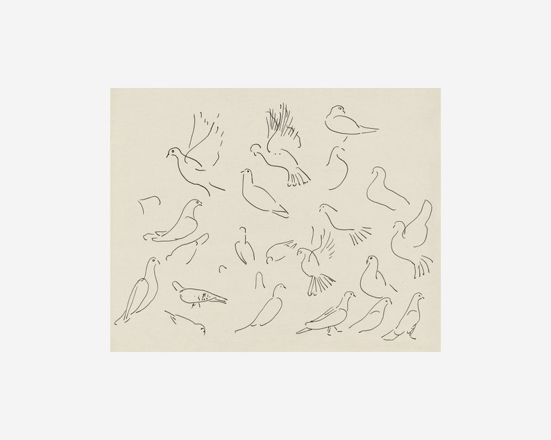 May include: A black and white line drawing of multiple pigeons in various poses, including flying, perched, and in mid-flight. The drawing is on a light beige background.