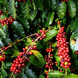 Peut inclure: Gros plan sur un plant de café avec des feuilles vertes et des grappes de grains de café rouges mûrs.