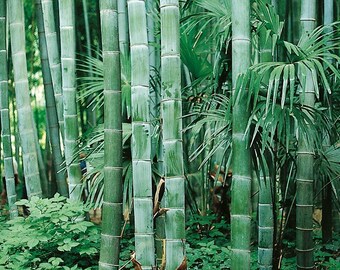 Dendrocalamus Maximuslamina - Riesenbambus Samen