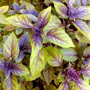 100 CORSIAN BASIL seeds - fresh seeds