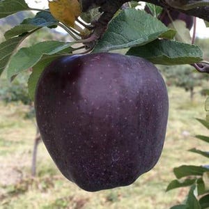 20 Graines De Pommier Vert Fraîches - Pour Jardinage, Facile à Cultiver, Plein Soleil