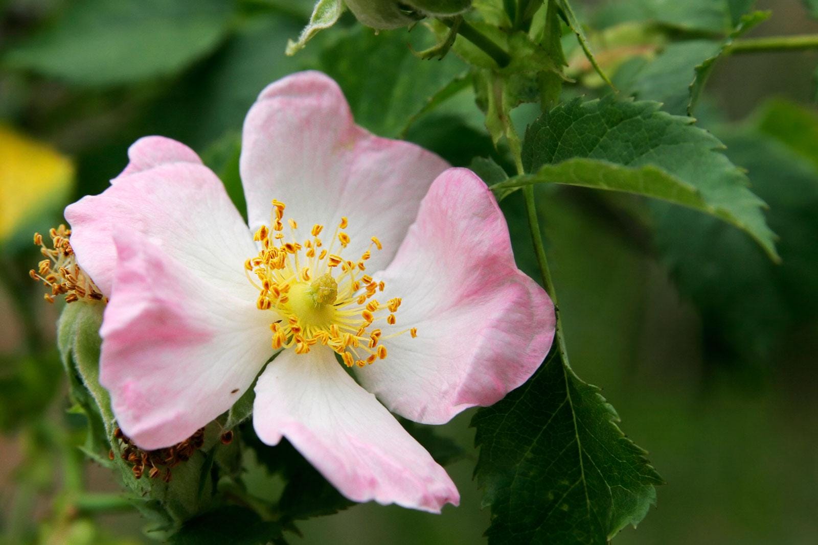 50 semi di ROSA CANINA - semi freschi