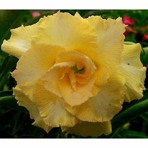 5 semillas de Adenium obesum HAPPY GOLD - semillas frescas