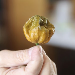 Può includere: Primo piano di un peperone giallo-arancio dalla consistenza irregolare. Il peperone è tenuto da una mano. Il peperone ha un piccolo gambo verde. Lo sfondo è sfocato.