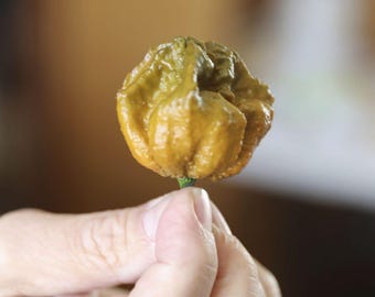 10 zaden van chilipeper X ONOFFICIEEL 'S WERELDS HEETSTE peper 3.180.00