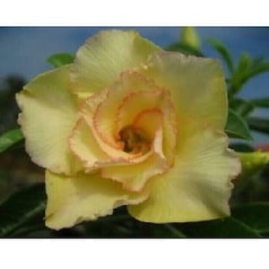 5 graines de MAITHONG adenium obesum - rose du désert