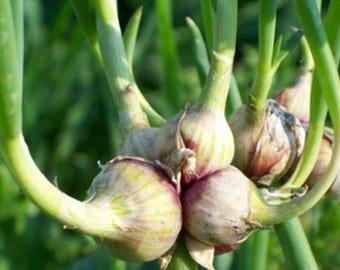 50 semillas de CEBOLLA EGIPCIA - semillas frescas