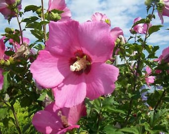 20 zaden van HIBISCUS SYRIACUS WOODBRIDGE - verse zaden
