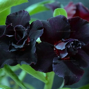 5 frön av adenium obesum BLACK EAGLE - ökenros