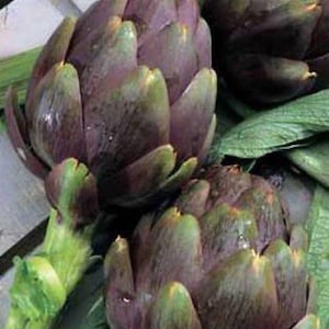 25 frön av lila kronärtskocka från Romagna - färska frön