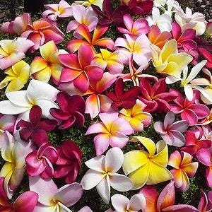 10 semillas PLUMERIA MIX de colores - semillas frescas de frangipani