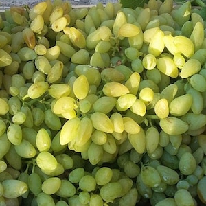 10 graines de Raisin des Papes, Pizzutello - graines fraîches -