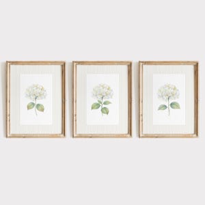 May include: Three framed prints featuring watercolor paintings of white hydrangea flowers. Each print has a light-colored striped background and a natural wood frame. The hydrangea blooms have green leaves and stems.