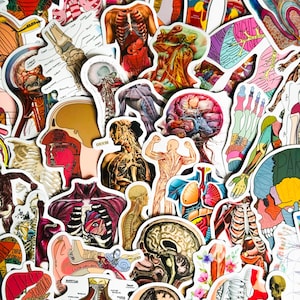 Pack de 50 autocollants d'anatomie scientifique, décalcomanies d'étude médicale, autocollants de diagramme corporel imperméables artistiques, autocollant de scrapbooking pour revue de biologie