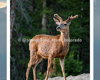 Wald Hirsch Druck, Waldtier, Wandkunst, rustikale Wohnkultur, Wildtier-Fotografie, Hirsch Foto