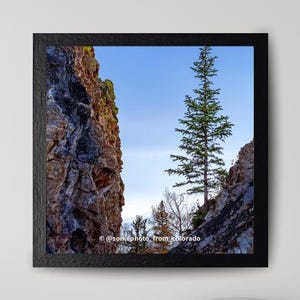 Photographie de paysage, impression de l'arbre solitaire, téléchargement numérique