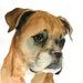 see more listings in the CUSTOM PET PORTRAITS section