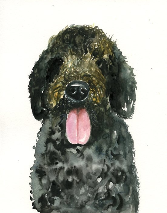 Portuguese Water Dog - Irene Portuguese Water Dog - Irene