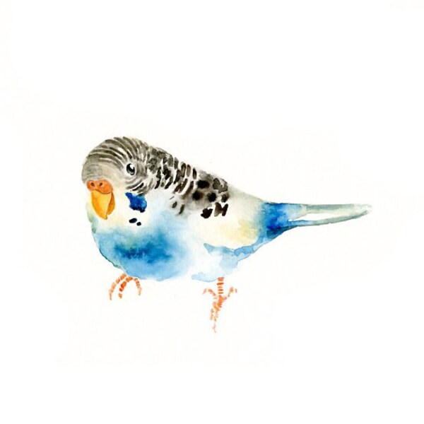 BUDGIE by DIMDI  Original watercolor painting 10X8inch