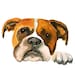Dimdi store logo
