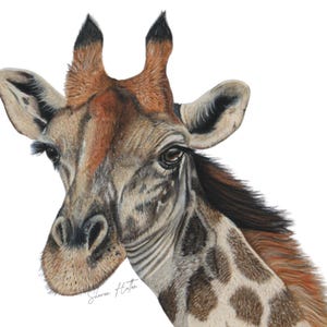 Giraffe Wall Art Painting Drawing For Home Gift for Friend Giraffe Print Art For Wildlife Lover gift