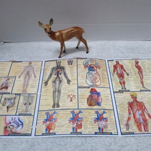 Human Anatomy Chart, Science Study Diagrams, Body Parts, bones organs skull skeleton Altered Art Scrapbooking, Halloween Creepy Creations