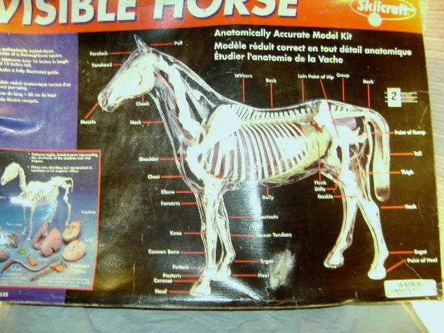 Supply Visible Horse Plastic Model Kit, to Be Assembled, Science