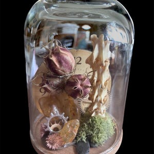 May include: A glass cloche showcases a curious assemblage of objects. Within, dried seed pods, a bone structure, a clock face, a metal gear, and moss are arranged on a wooden base. The cloche is set against a black backdrop, creating a striking contrast.