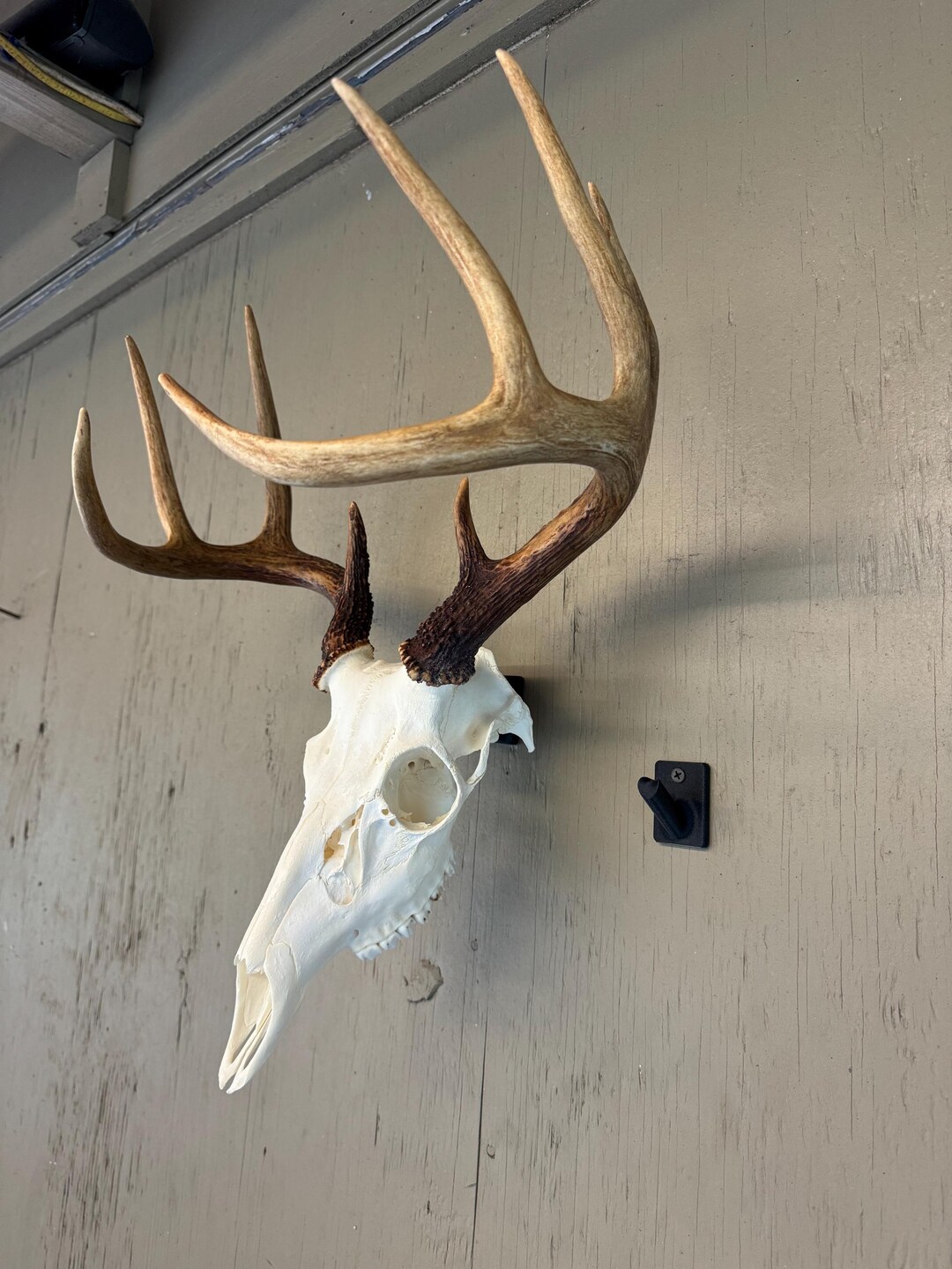 Hunting Trophy Display VMSIXVM European Deer Skull Mount Hanger, Euro Wall Mount Hanger For Deer Head Pronghorn And Other Smaller Animals Skull Wall Hooker With Easy Installation Kit For Indoor Outdoor European