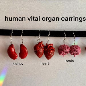 May include: A collection of handmade earrings, each designed to resemble a human organ. The earrings include the stomach, kidney, heart, brain, and liver. The text "human vital organ earrings" is above the earrings.