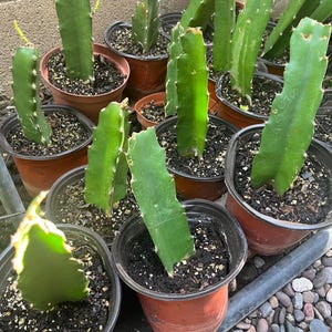 Well Rooted Red Dragon Fruit Plant, Sweet Red Flesh, Self-Pollinating, Potted (6" Pot)