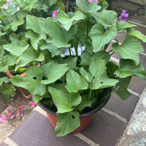 May include: A potted sweet potato plant with large, green, heart-shaped leaves. The plant is in a brown plastic pot, sitting on a brick surface. Other plants with pink and purple flowers are in the background.